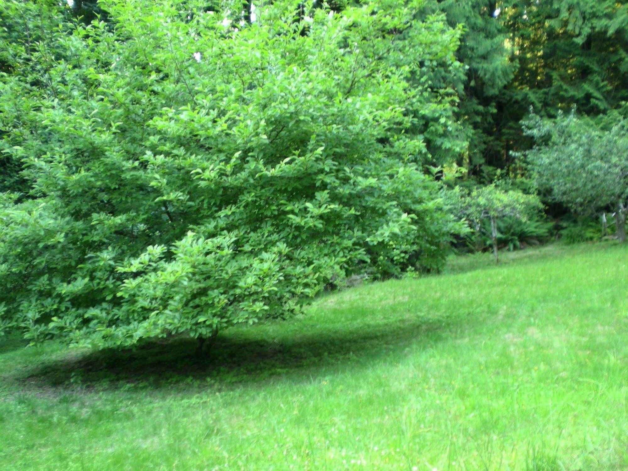 シーシェルト Davis Brook Retreat Bed & Breakfast エクステリア 写真
